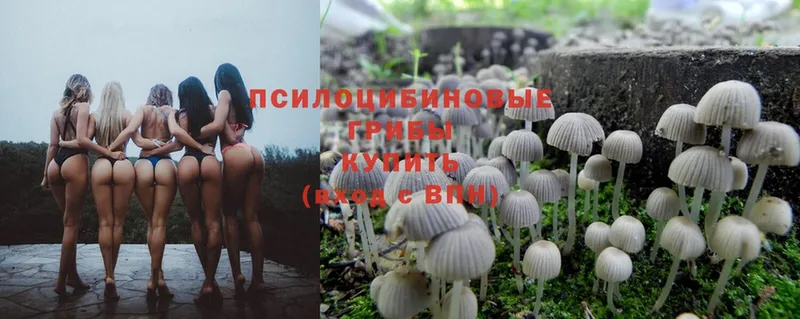 Галлюциногенные грибы MAGIC MUSHROOMS  хочу   mega ТОР  Котельнич 